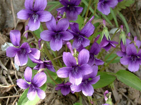 秋天開花的宿根草花