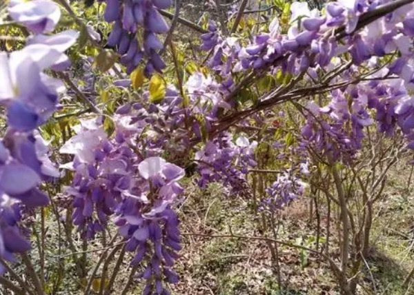 1634779016427109.jpg image.jpg