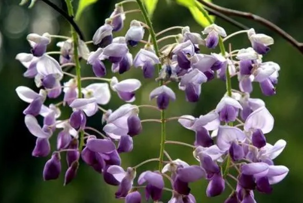 1634779076772949.jpg image.jpg