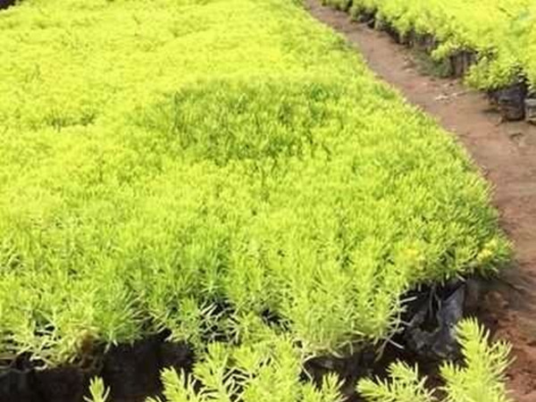 黃金佛甲草 黃金佛甲草