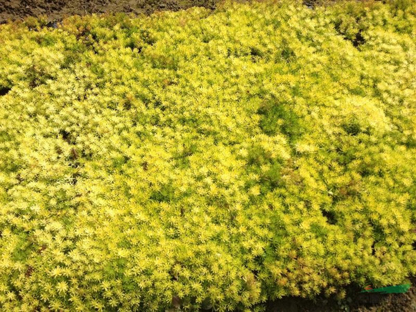 黃金佛甲草 黃金佛甲草