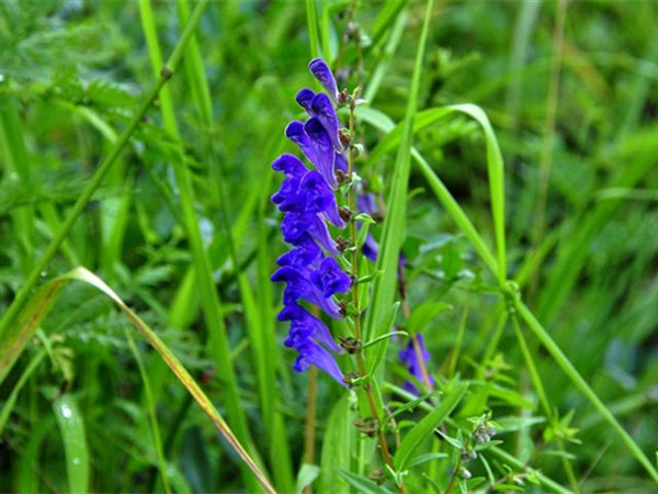 藍花鼠尾草開花能開多久 藍花鼠尾草開花能開多久