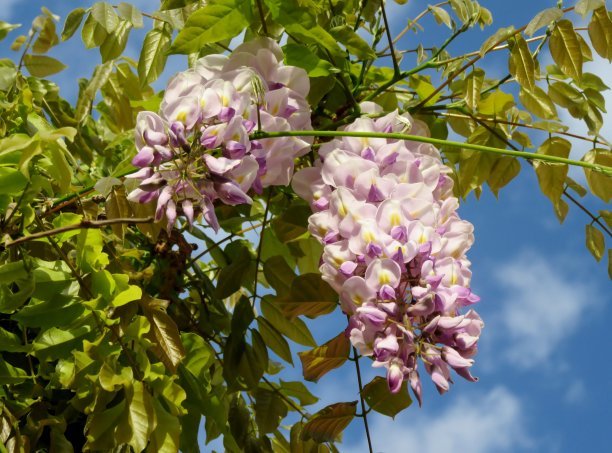 1635079603303323.jpg 1635079603303323.jpg