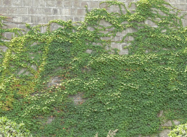 1635825459440720.jpg image.jpg