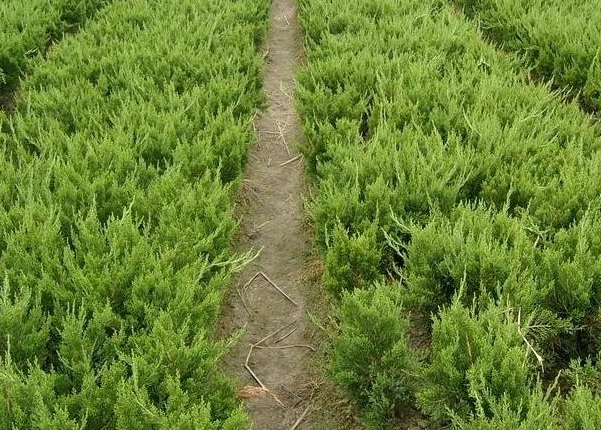 1635825964392315.jpg image.jpg