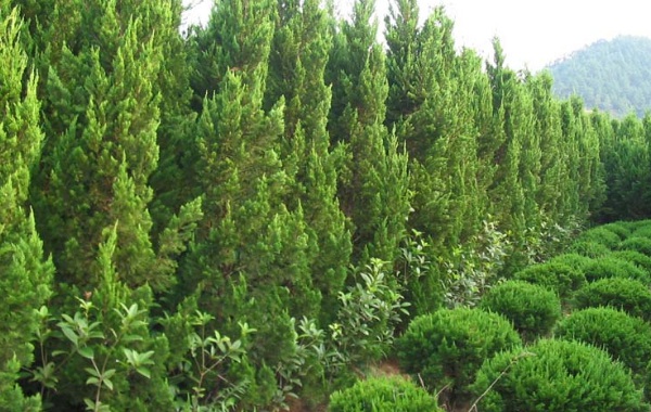 1635826002819238.jpg image.jpg