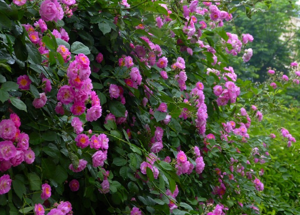 1635827746615160.jpg image.jpg