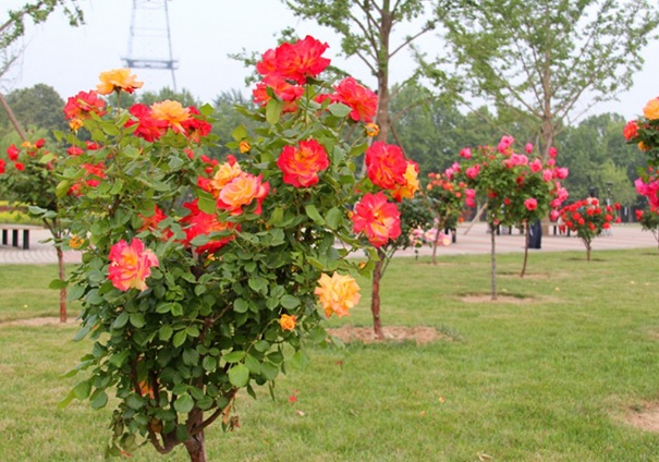 1635828153126049.jpg image.jpg