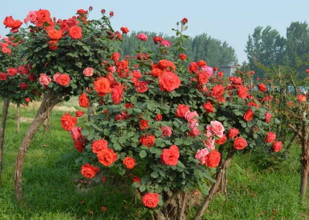 1635828165729501.jpg image.jpg