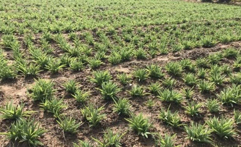 金娃娃萱草 金娃娃萱草