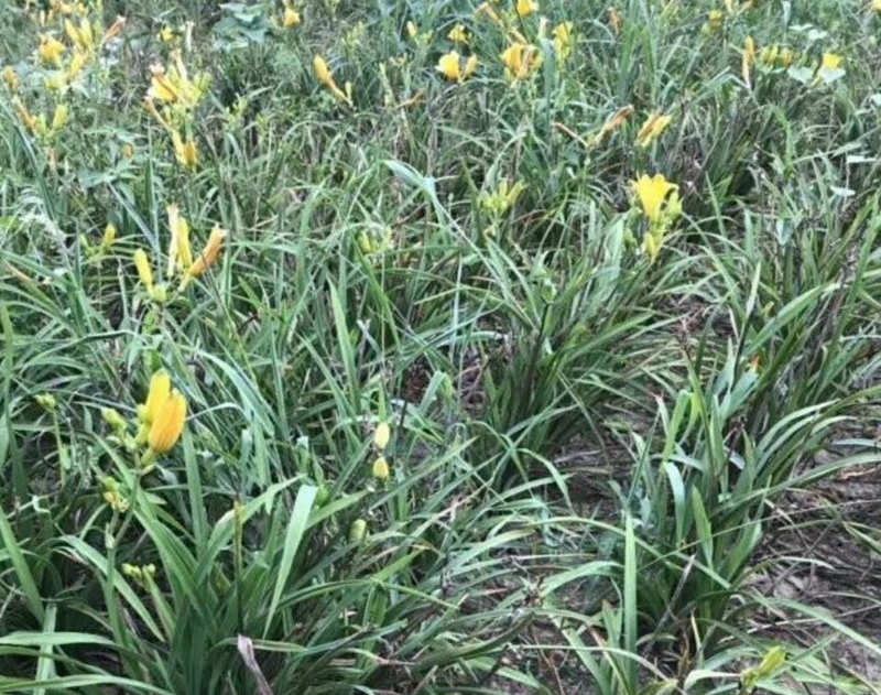 金娃娃萱草 金娃娃萱草