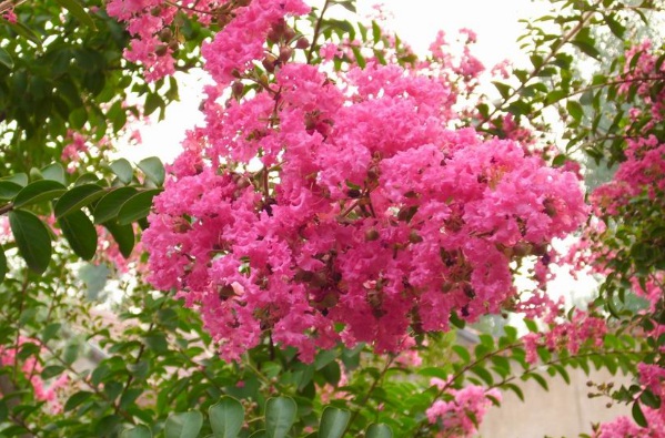 1635906596272360.jpg image.jpg