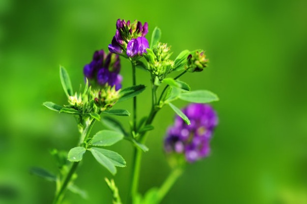 1635909867629250.jpg image.jpg