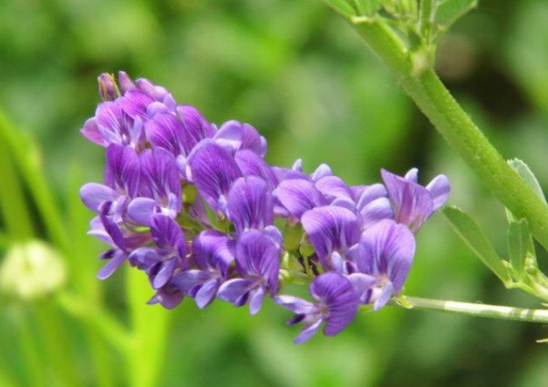 1635909971154934.jpg image.jpg