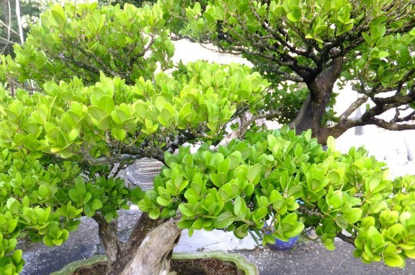 1635910357467499.jpg image.jpg