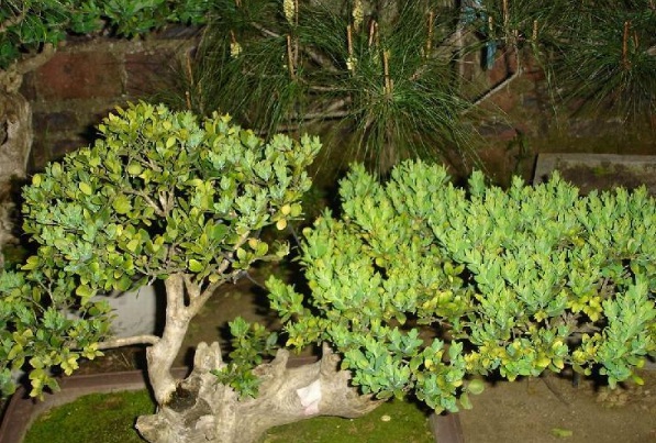 1635910379766074.jpg image.jpg