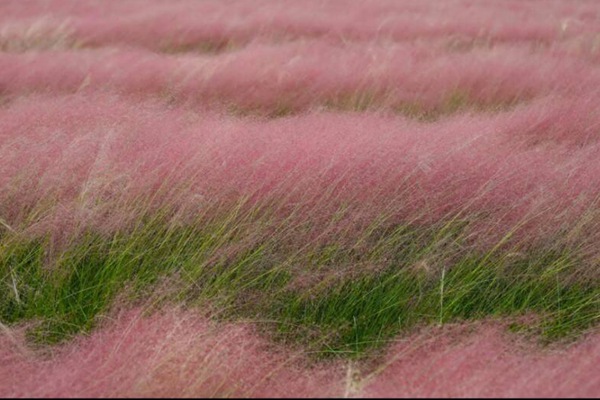 粉黛亂子草 粉黛亂子草