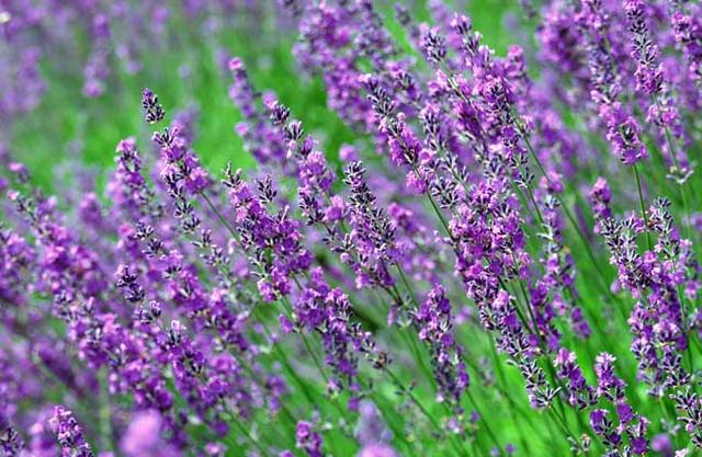 養好薰衣草的四個種植栽培要點 養好薰衣草的四個種植栽培要點