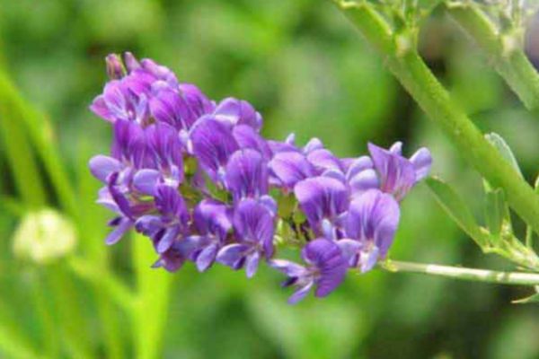 紫花苜蓿 紫花苜蓿