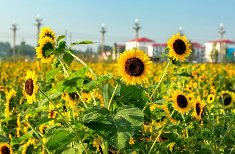 1636095848470574.jpg 1.jpg