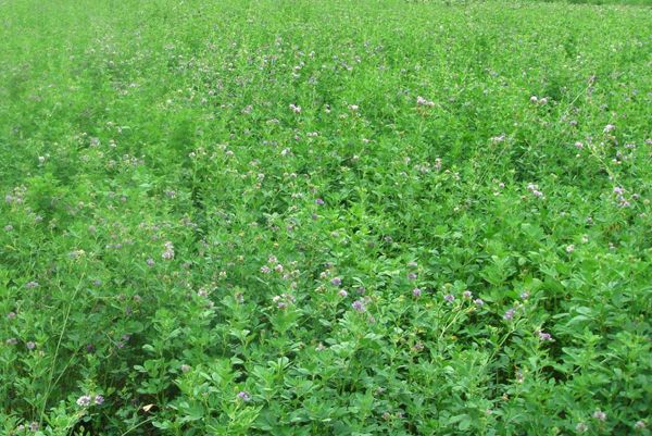 紫苜蓿鮮 紫苜蓿鮮