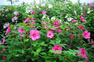 1636280008833286.jpg 1636280008833286.jpg