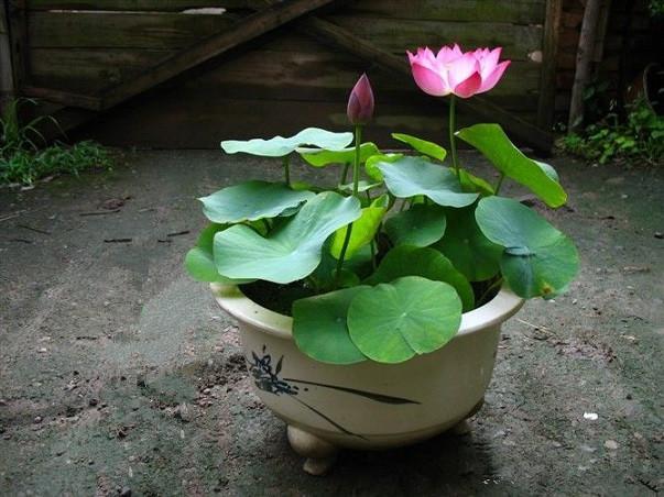 1636284571255978.jpeg 1636284571255978.jpeg