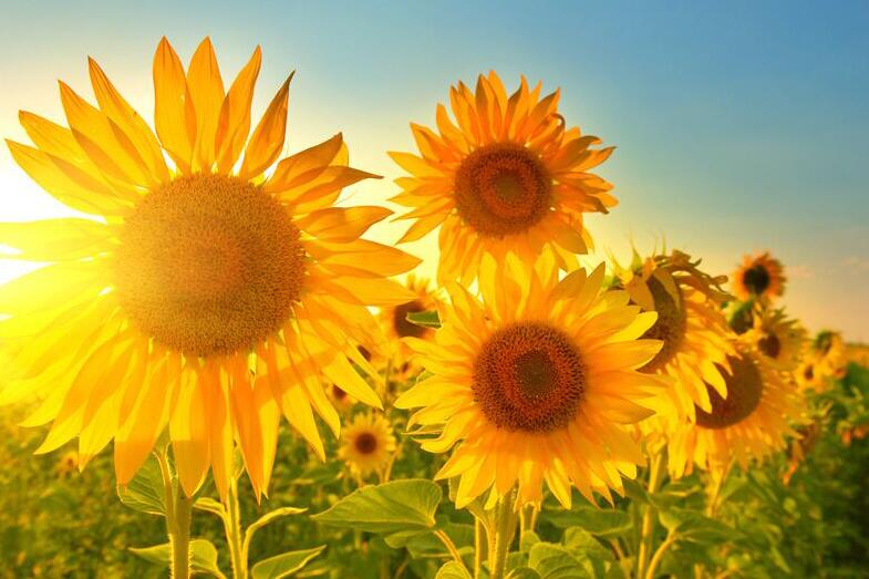 1636617388728220.jpg 1636617388728220.jpg