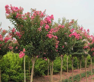 1636976345139696.jpg 1636976345139696.jpg