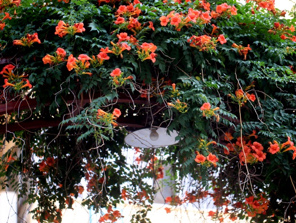 1636977777380287.jpg image.jpg