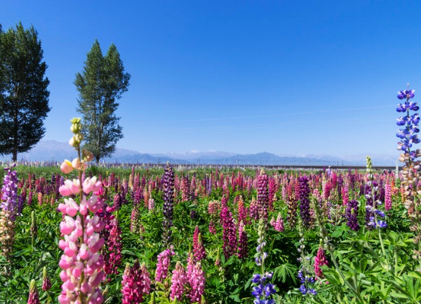 1636977905944972.jpg image.jpg