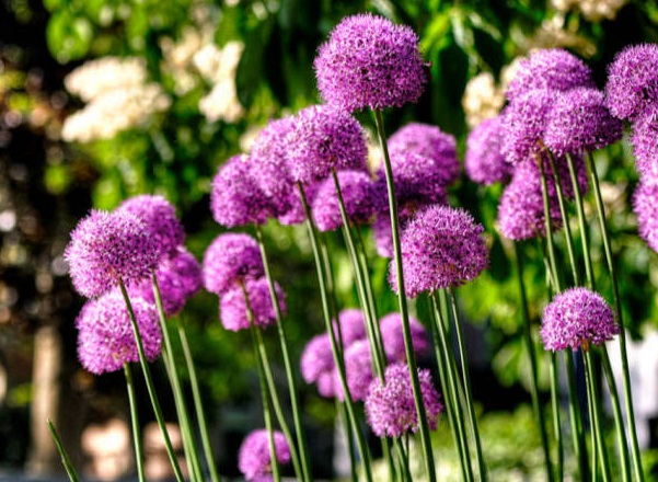 1636978096572671.jpg image.jpg