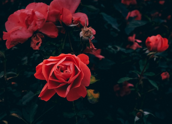 1636979043295773.jpg image.jpg