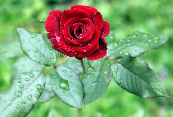 1636979056880788.jpg image.jpg