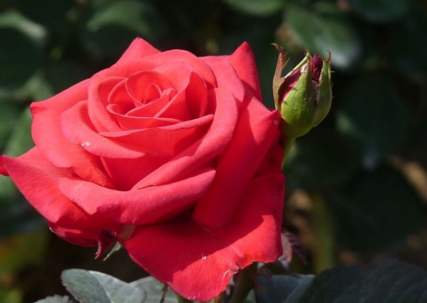 1636979064358274.jpg image.jpg