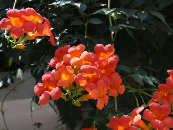 1636979330663820.jpg image.jpg