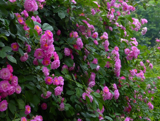 1636979856415339.jpg image.jpg