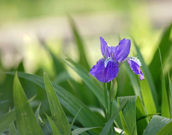 1636979987135649.jpg image.jpg