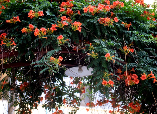 1637020587787591.jpg image.jpg