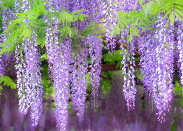 1637020927465107.jpg image.jpg