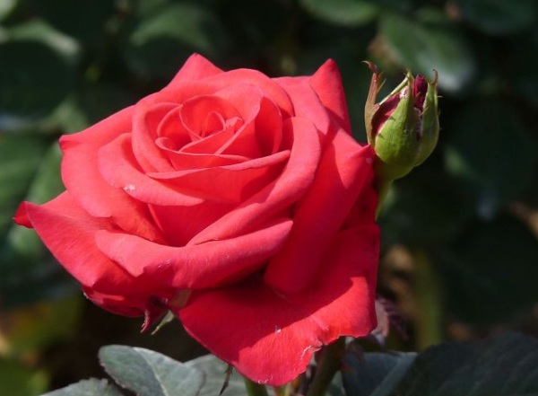 1637021313525613.jpg image.jpg