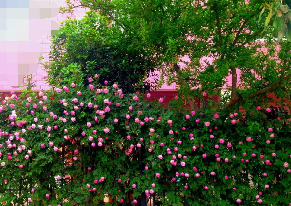 1637024492209889.jpg image.jpg