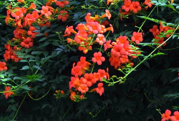 1637028592137726.jpg image.jpg