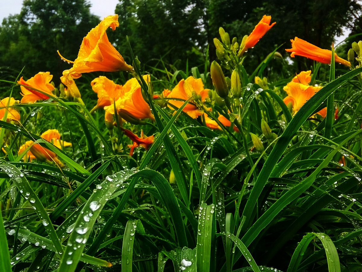 1637058072671522.jpg 1637058072671522.jpg