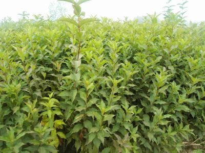 1637145980598161.jpg 1637145980598161.jpg