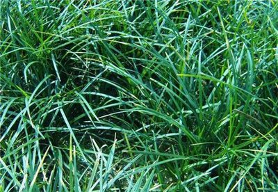 1637373009724532.jpg 1637373009724532.jpg