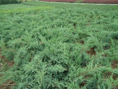 1637374400355888.jpg 1637374400355888.jpg