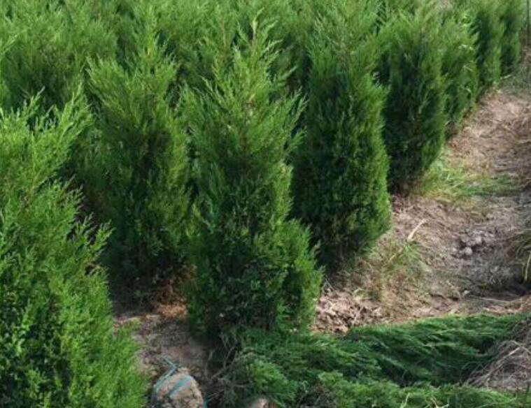 1637654420659721.jpg 1637654420659721.jpg