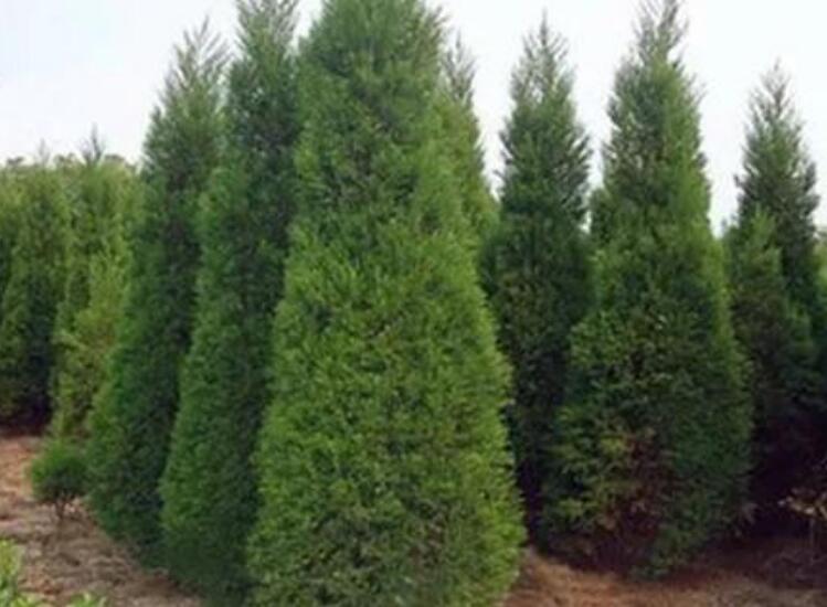 1637654604697741.jpg 1637654604697741.jpg