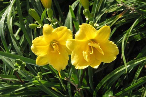 金娃娃萱草 金娃娃萱草